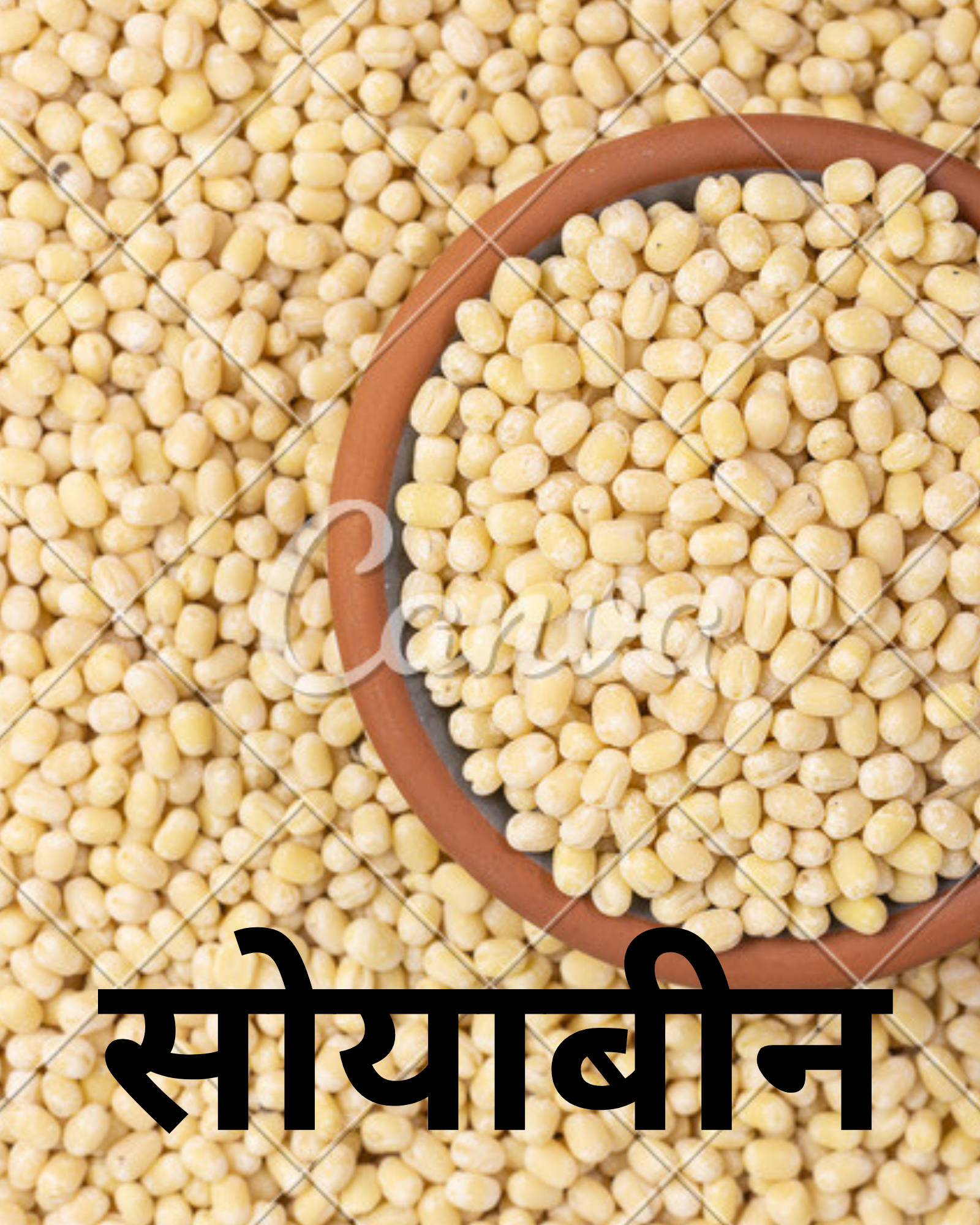 SOYABEAN